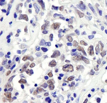 Rabbit anti-RbBP7 Antibody