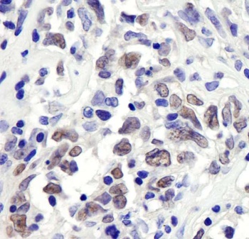 RbBP7 Antibody