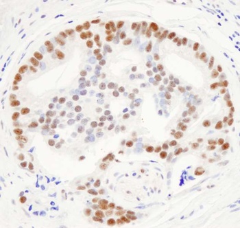 Rabbit anti-THRAP3/TRAP150 Antibody