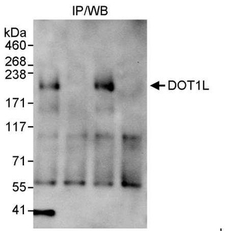 Rabbit anti-DOT1L Antibody