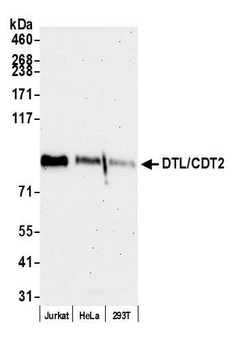 Rabbit anti-DTL/CDT2 Antibody