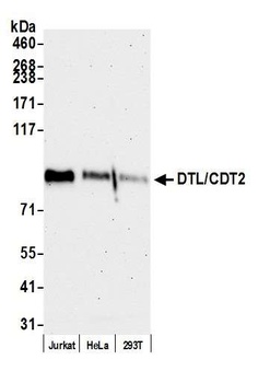 DTL/CDT2 Antibody