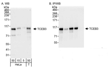 Rabbit anti-TCEB3 Antibody