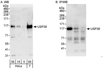 Rabbit anti-USP38 Antibody