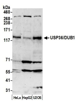 Rabbit anti-USP36/DUB1 Antibody