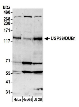 USP36/DUB1 Antibody