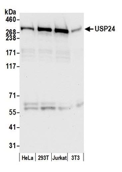 USP24 Antibody