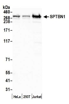 SPTBN1 Antibody