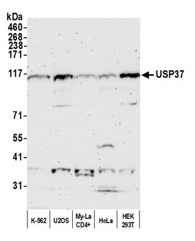 USP37 Antibody