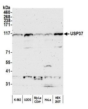 Rabbit anti-USP37 Antibody