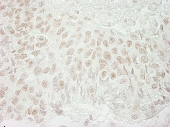 Rabbit anti-USP37 Antibody