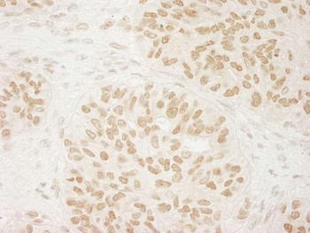 Rabbit anti-USP33 Antibody