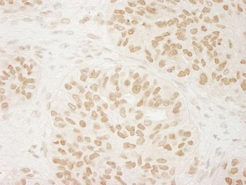 USP33 Antibody