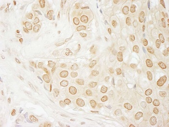 Rabbit anti-USP33 Antibody