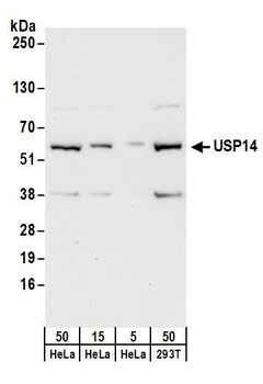 USP14 Antibody