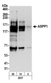 Rabbit anti-ASPP1 Antibody