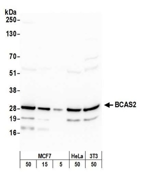 BCAS2 Antibody