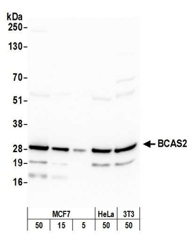 Rabbit anti-BCAS2 Antibody