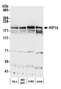 Rabbit anti-KIF14 Antibody