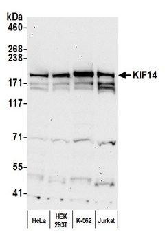 KIF14 Antibody