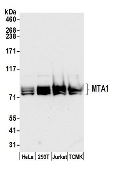 Rabbit anti-MTA1 Antibody