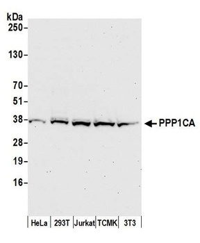 PPP1CA Antibody