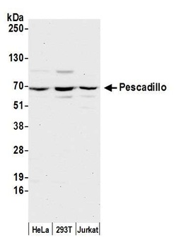 Rabbit anti-Pescadillo Antibody