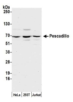 Pescadillo Antibody