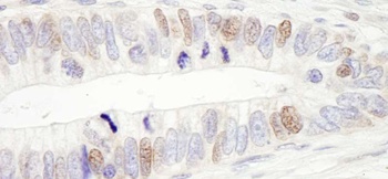 Rabbit anti-USP10 Antibody