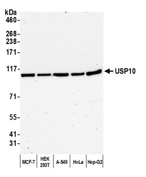 USP10 Antibody