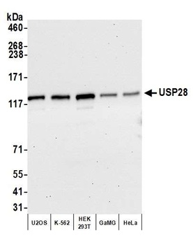 USP28 Antibody