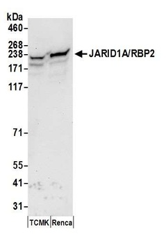 JARID1A/RBP2 Antibody