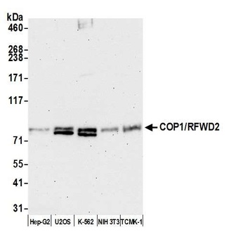 COP1/RFWD2 Antibody
