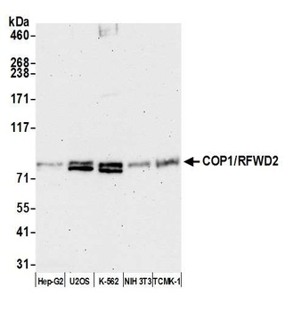 Rabbit anti-COP1/RFWD2 Antibody