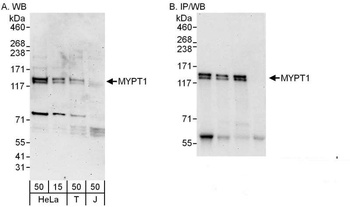MYPT1 Antibody