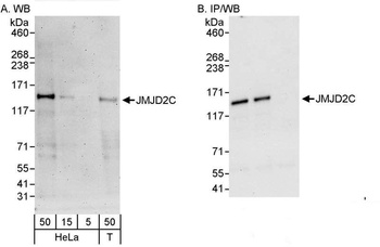 Rabbit anti-JMJD2C Antibody