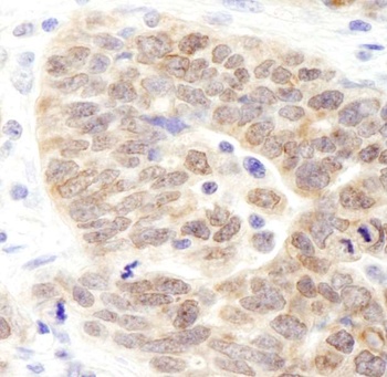 Rabbit anti-JMJD1B Antibody