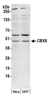 Rabbit anti-CBX8 Antibody