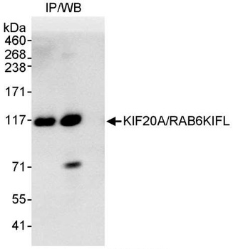 Rabbit anti-KIF20A/RAB6KIFL Antibody