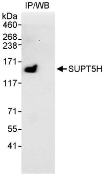 Rabbit anti-SUPT5H Antibody