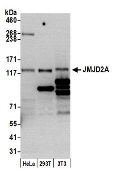 JMJD2A Antibody