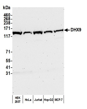 DHX9 Antibody