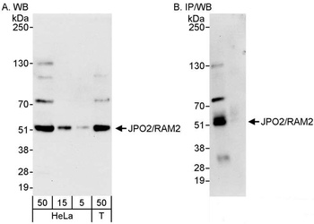 JPO2/RAM2 Antibody