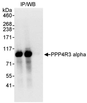 Rabbit anti-PPP4R3 Alpha Antibody