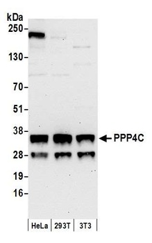 PPP4C Antibody