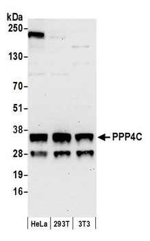 Rabbit anti-PPP4C Antibody