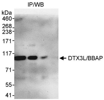 Rabbit anti-DTX3L/BBAP Antibody