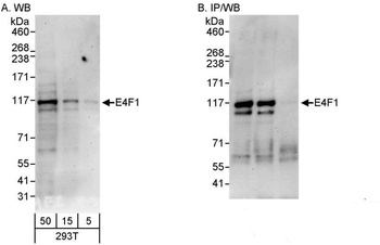 Rabbit anti-E4F1 Antibody