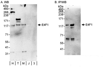 Rabbit anti-E4F1 Antibody