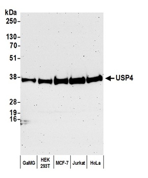 USP4 Antibody